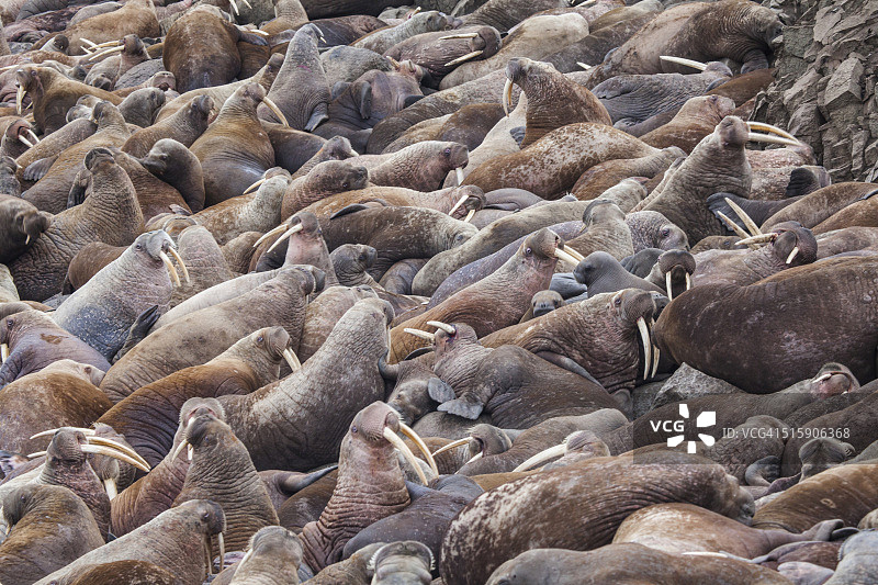 海象栖息地图片素材