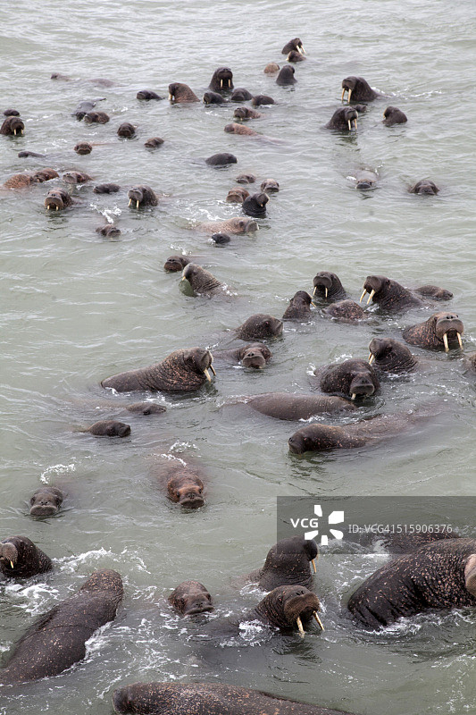 海象栖息地图片素材