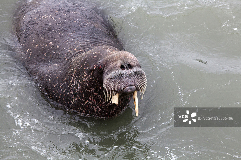 巨大的海象图片素材