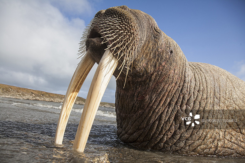 巨大的海象图片素材