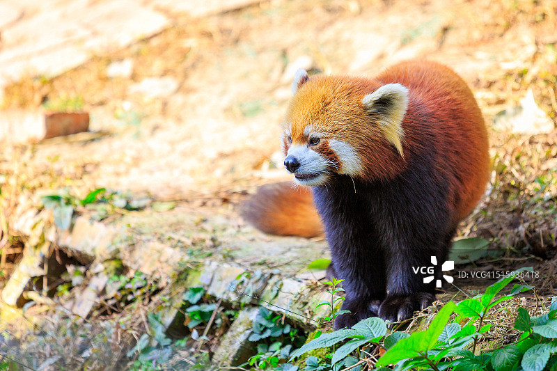 成都（中国四川）的小熊猫图片素材