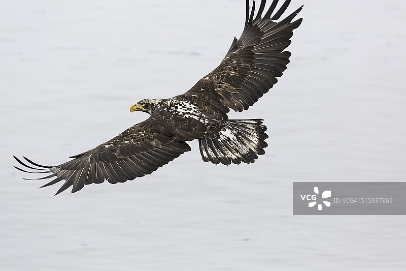 飞行中的幼年秃鹰图片素材