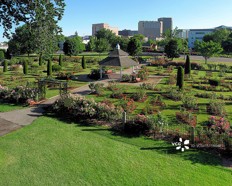 朱莉娅·戴维斯公园玫瑰园图片素材