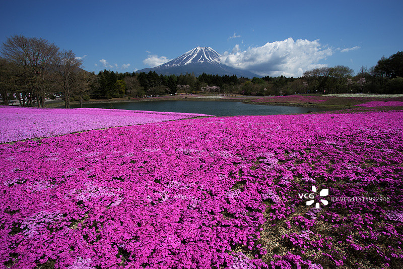 福禄考花田与富士山图片素材