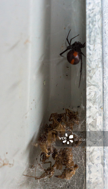 红背蜘蛛和它的巢穴图片素材