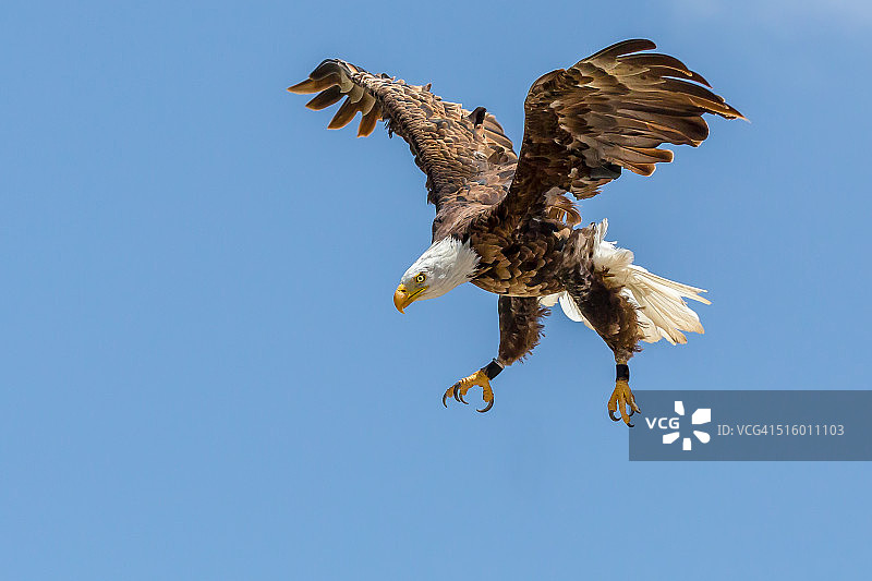 秃鹰俯冲捕食图片素材