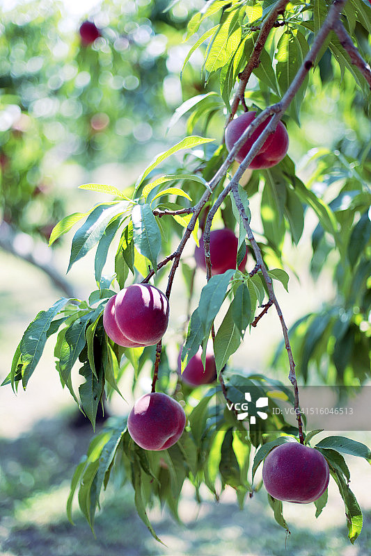 桃子丰收图片素材