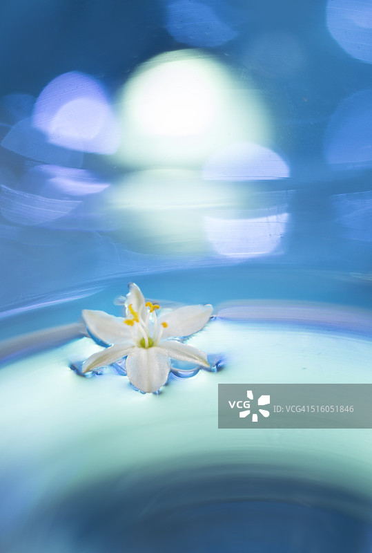 白色漂浮花朵的半抽象花卉艺术摄影图片素材