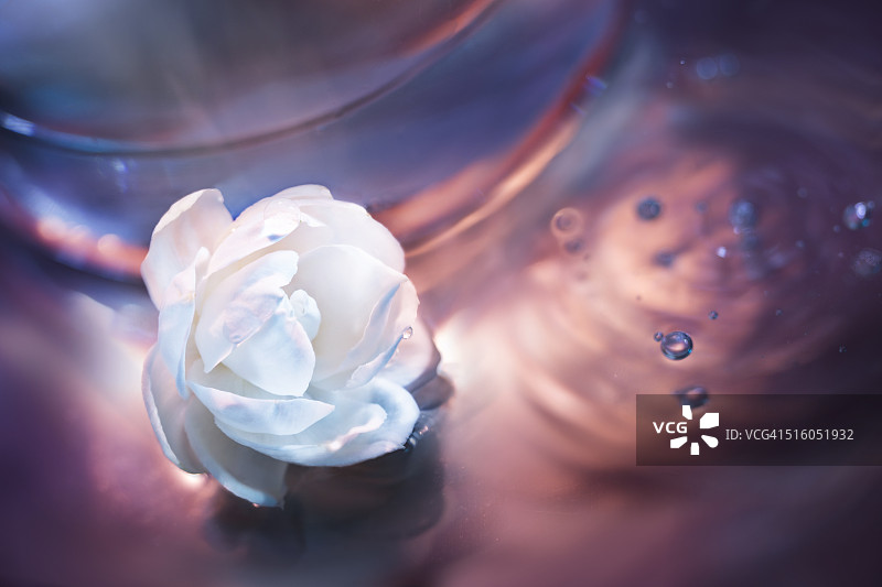 漂浮在粉紫色水面上的茉莉花特写图片素材