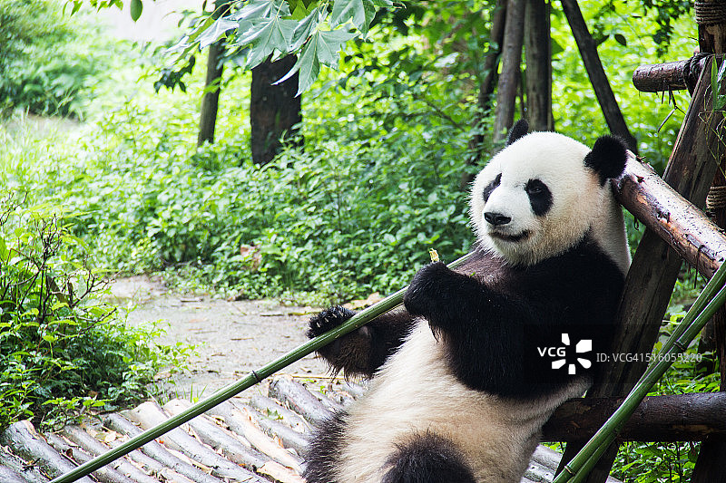 熊猫吃竹子图片素材