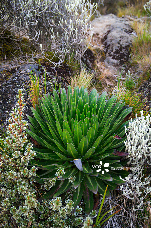 乞力马扎罗山的巨型半边莲图片素材