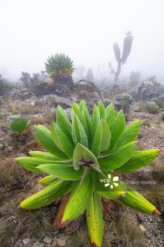 乞力马扎罗山的千里光图片素材