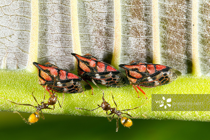 蚂蚁照料红黑沫蝉图片素材