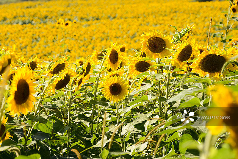 夏末的弗吉尼亚州向日葵田图片素材