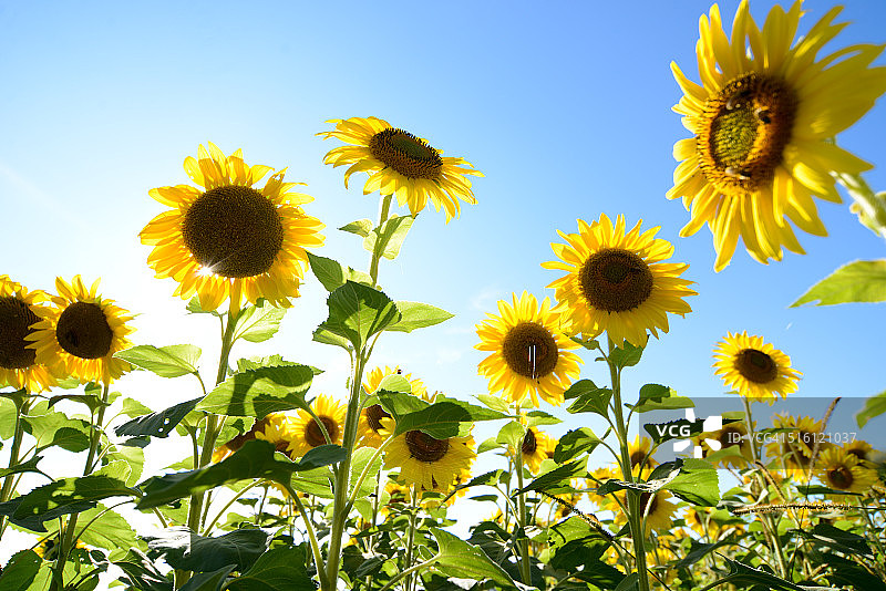 仰望向日葵和蔚蓝的天空图片素材