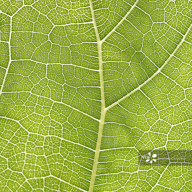 桑叶上的叶脉特写图片素材