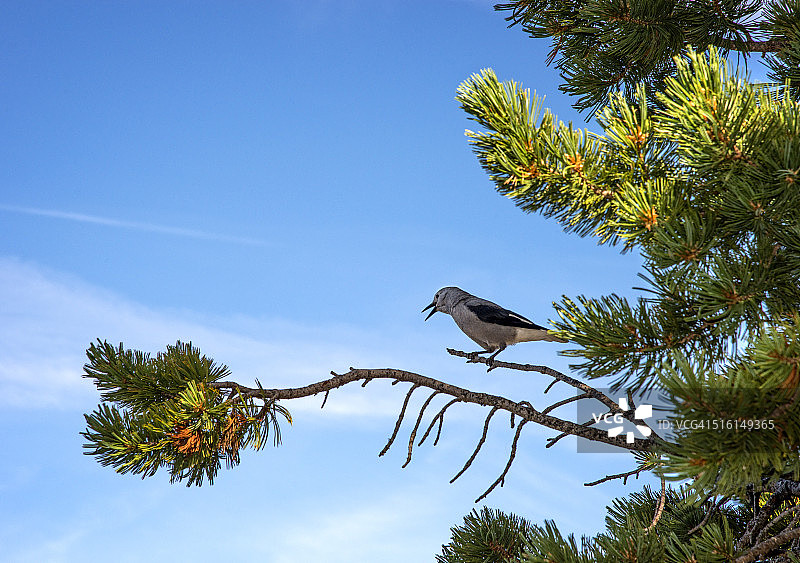克拉克松鸦在火山口湖图片素材