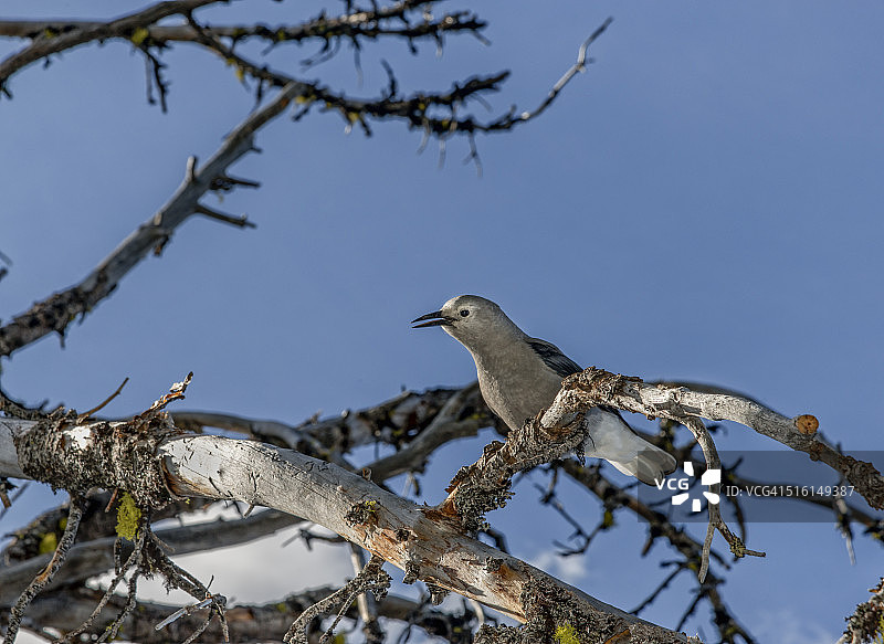 克拉克松鸦在火山口湖图片素材