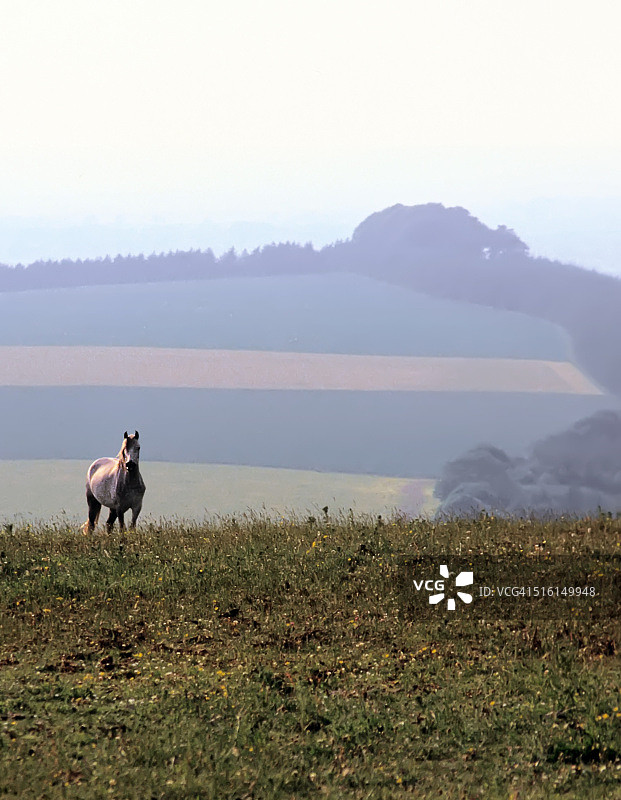丘陵上的马图片素材