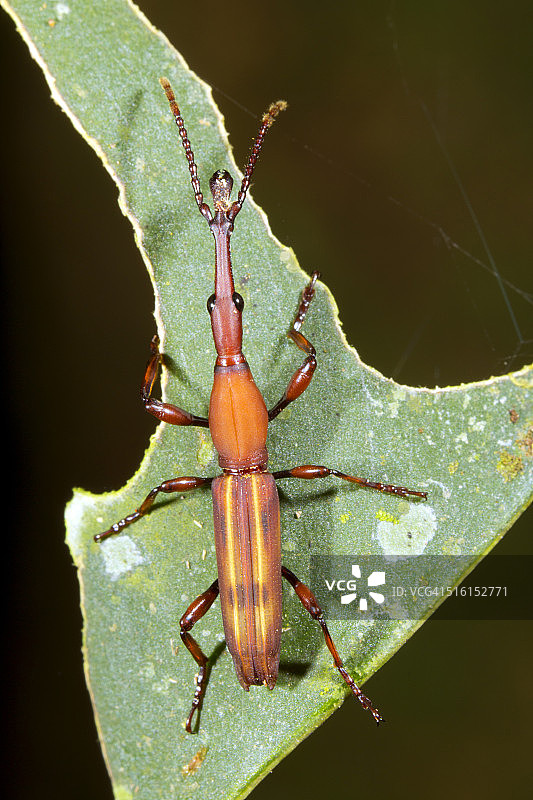 长吻粗象鼻虫图片素材