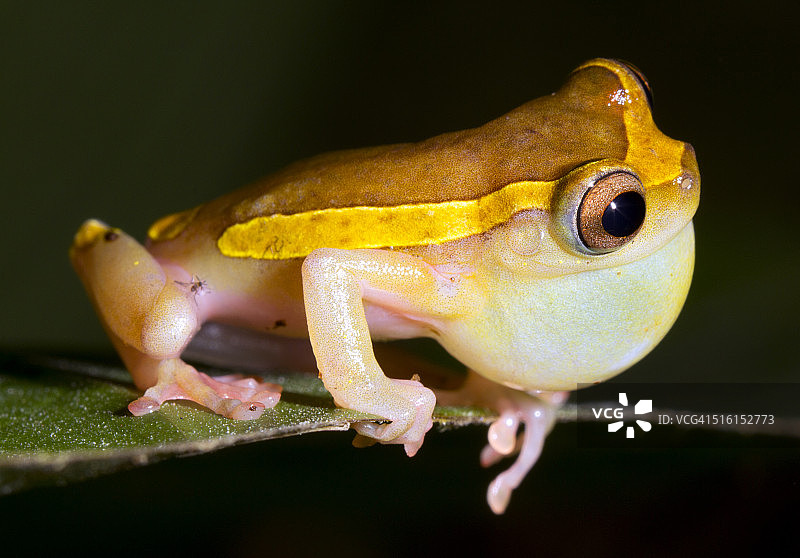 亚马逊上游树蛙图片素材