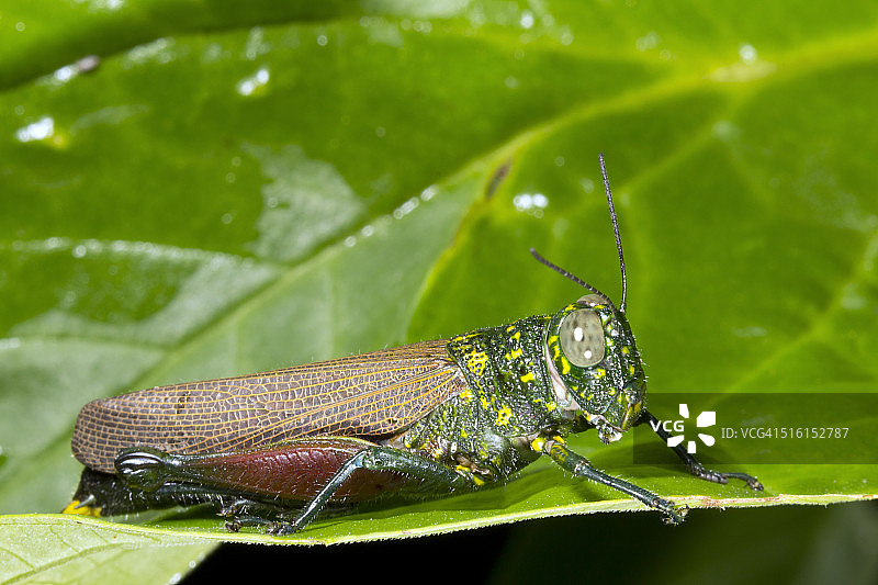 大型绿色雨林草蜢图片素材
