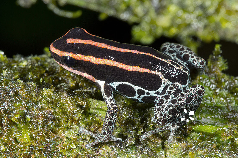 亚马逊毒蛙(Ranitomeya ventrimaculata)图片素材