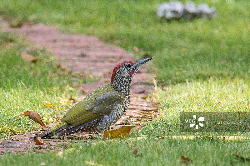 幼年绿啄木鸟图片素材