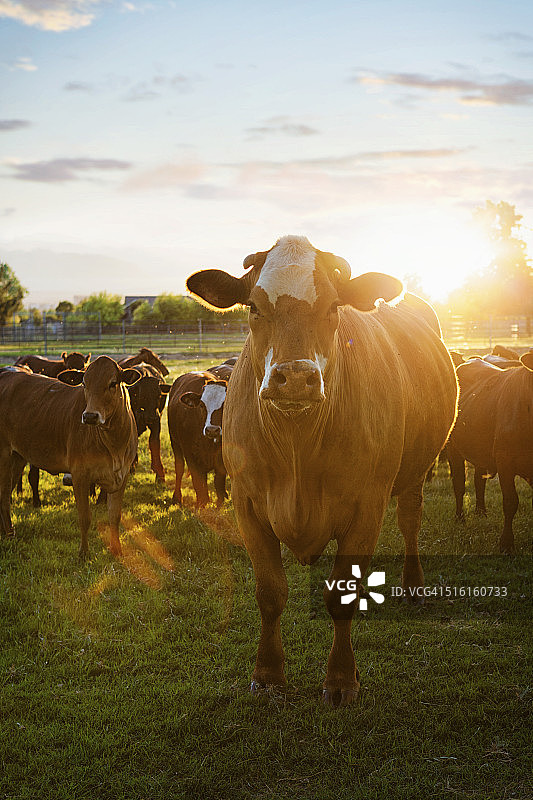 日落时分牧场上的赫里福德母牛图片素材
