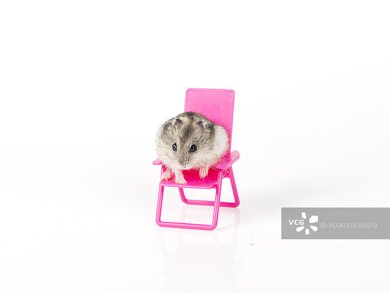 老鼠乐园图片素材