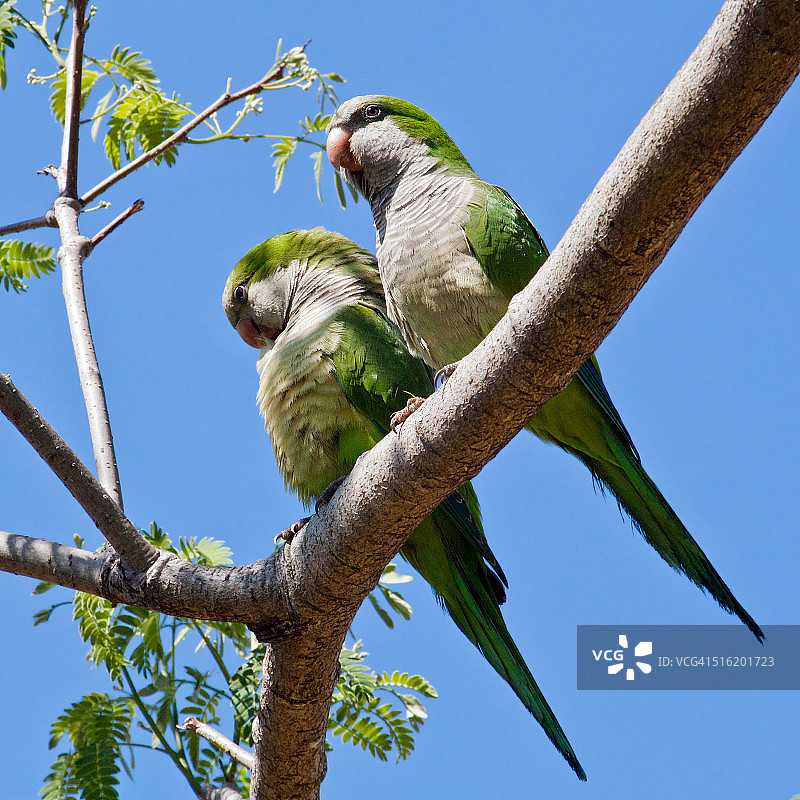 和尚鹦鹉夫妇图片素材