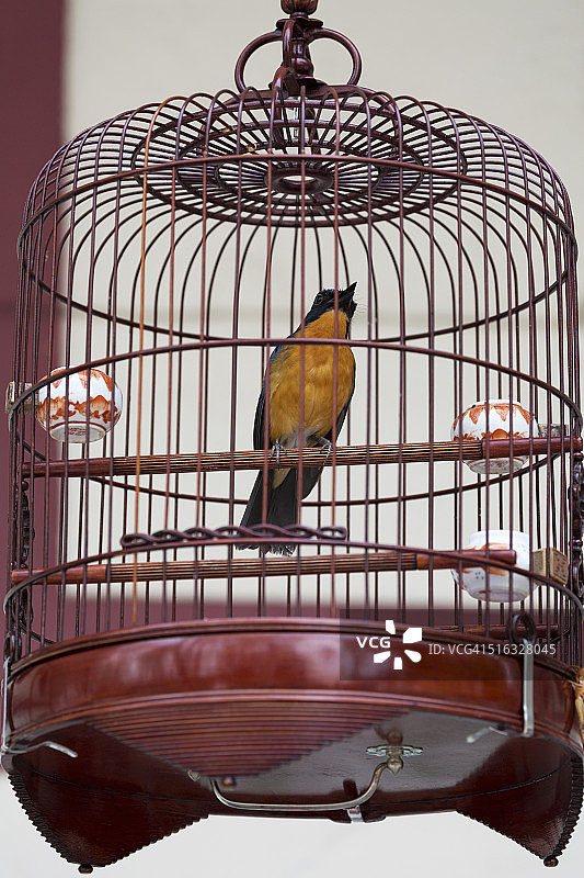 九龙鸟市待售的笼中鸣禽图片素材