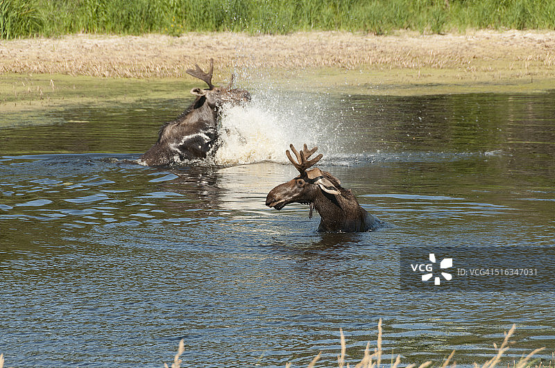 在水中嬉戏的驼鹿图片素材