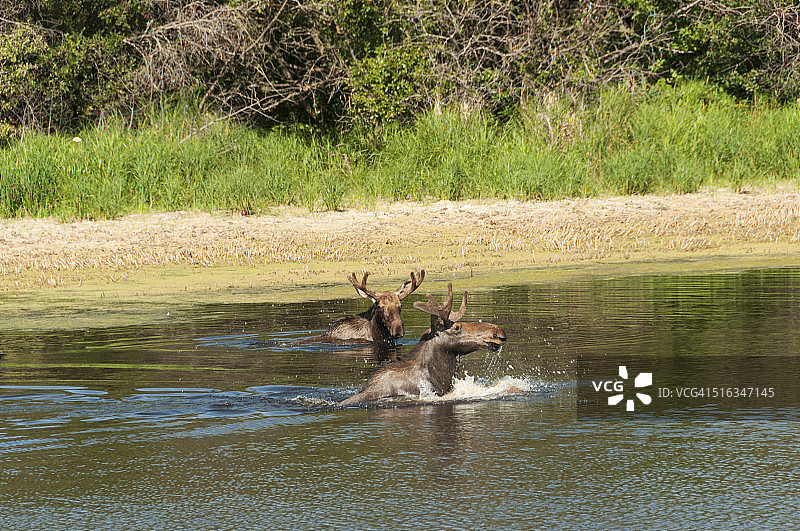 在水中嬉戏的驼鹿图片素材