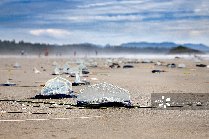 随风水手（Velella Velella）图片素材