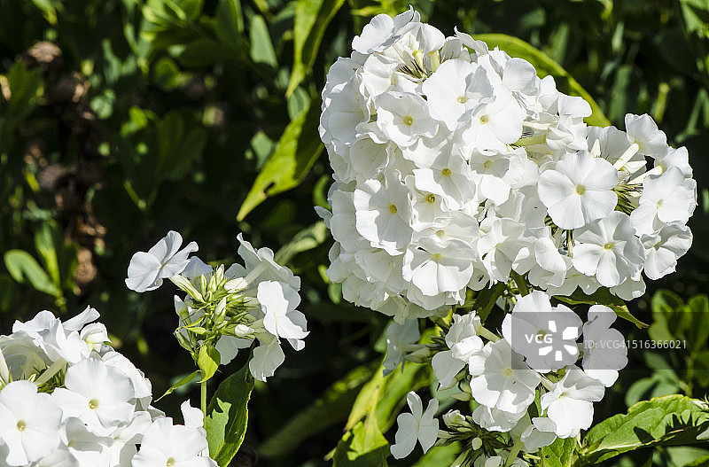 白色福禄考图片素材