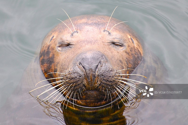 心满意足的海豹图片素材