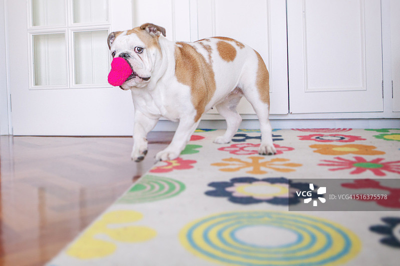 斗牛犬啃咬玩具图片素材