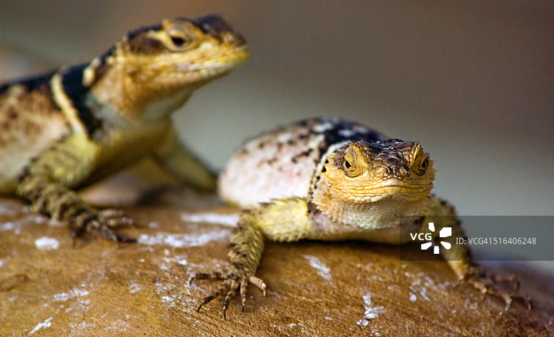 蓝色多刺蜥蜴情侣图片素材