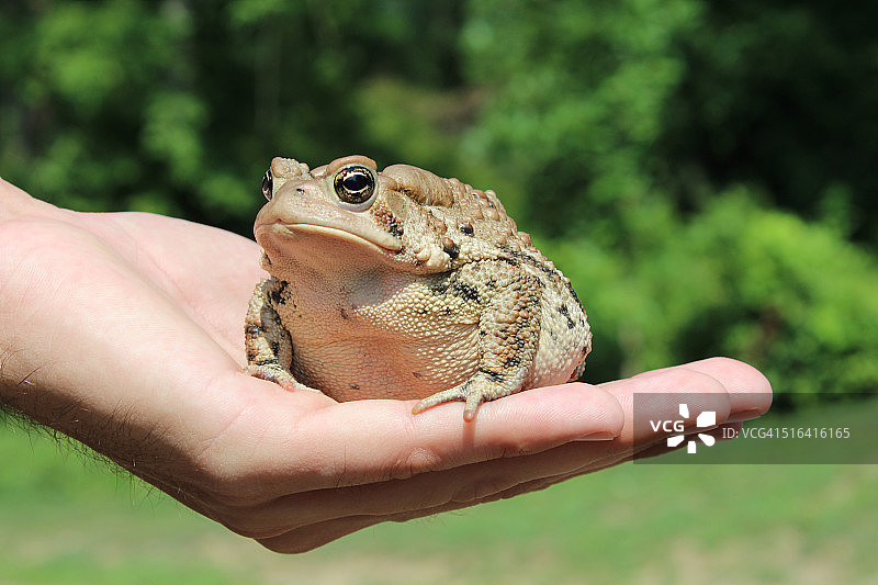 胖蟾蜍图片素材