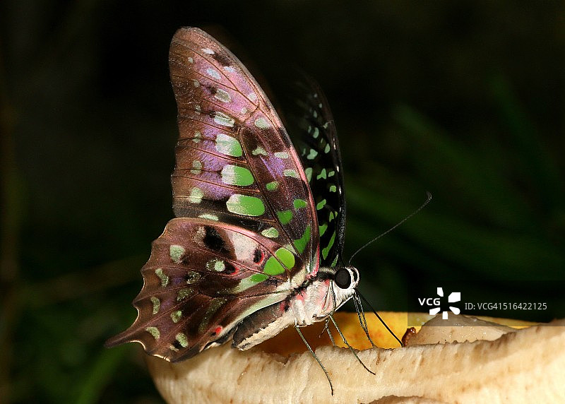 燕尾蝶图片素材
