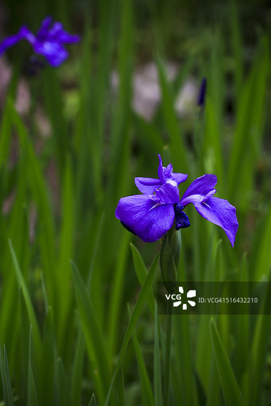 日本鸢尾花图片素材