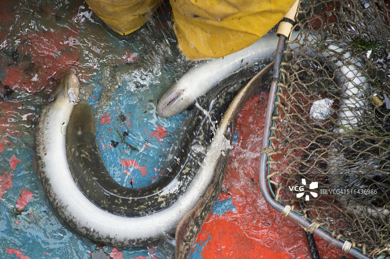 捕捞七鳃鳗图片素材