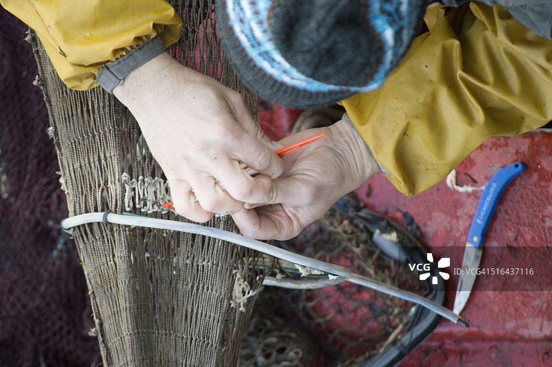 捕捞七鳃鳗图片素材