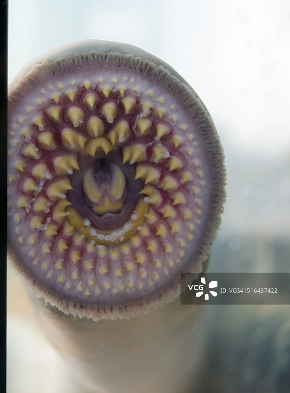 七鳃鳗节庆活动图片素材