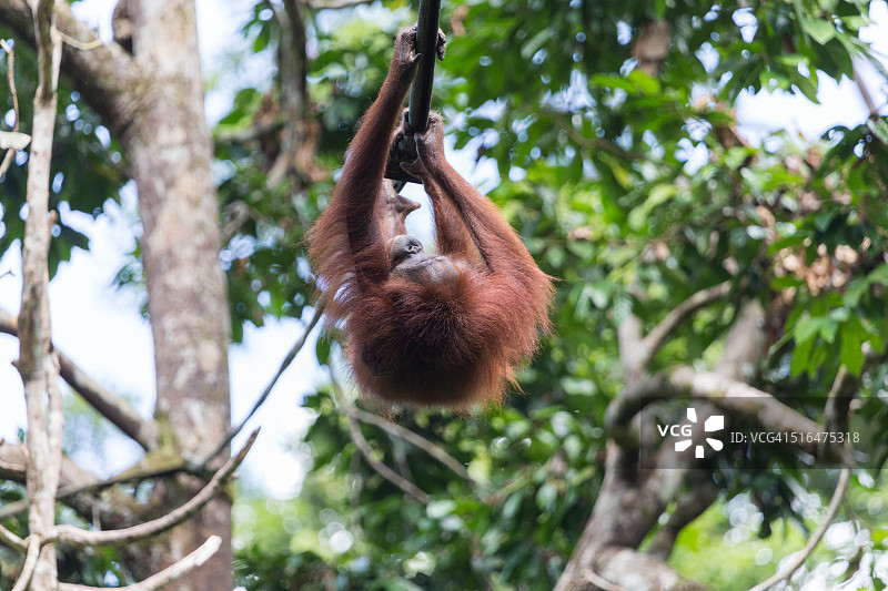 西必洛克红毛猩猩母子图片素材