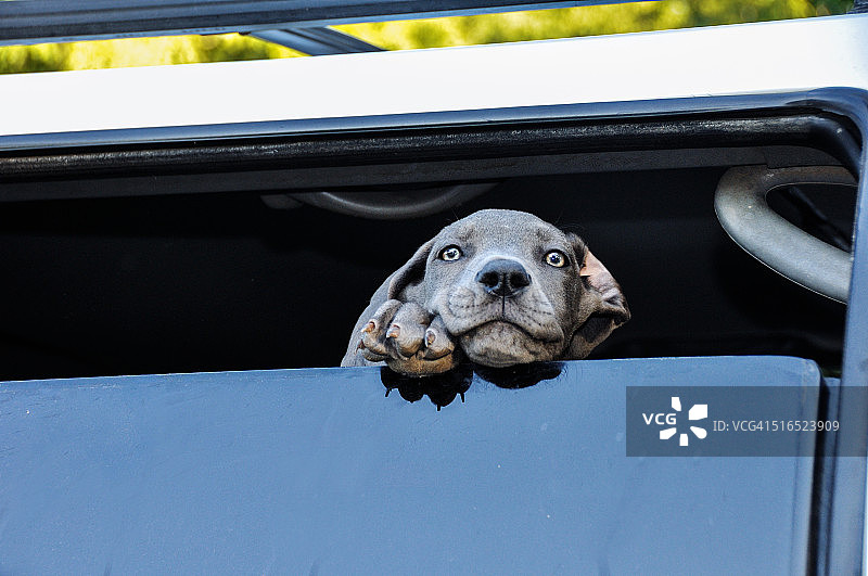 望着车窗外的小蓝灰犬幼犬图片素材