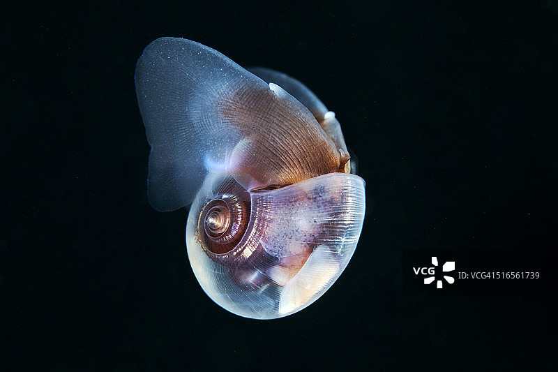 海蝴蝶 - 海若螺图片素材