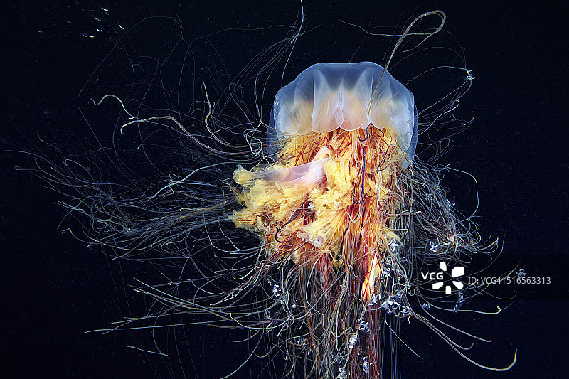 狮鬃水母图片素材