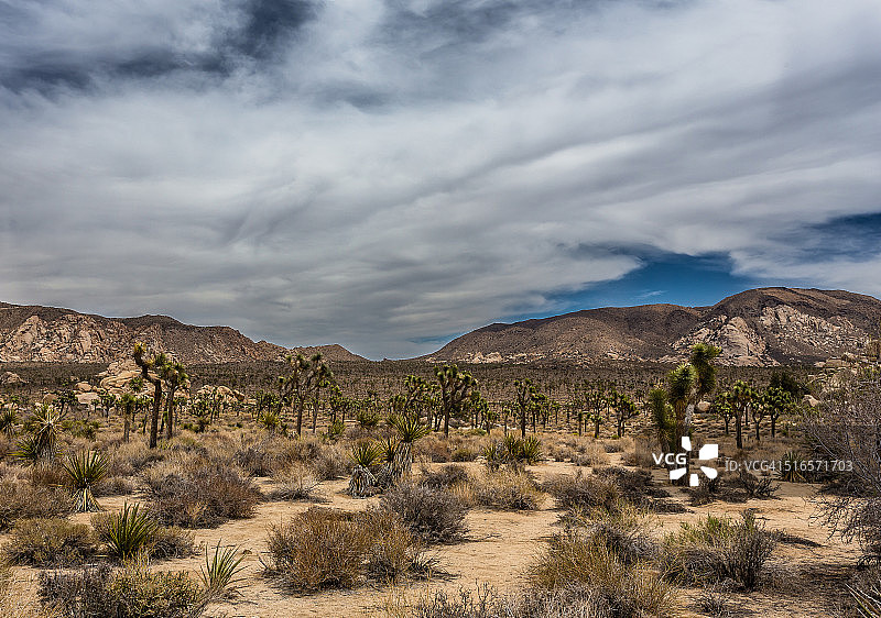 约书亚树国家公园图片素材